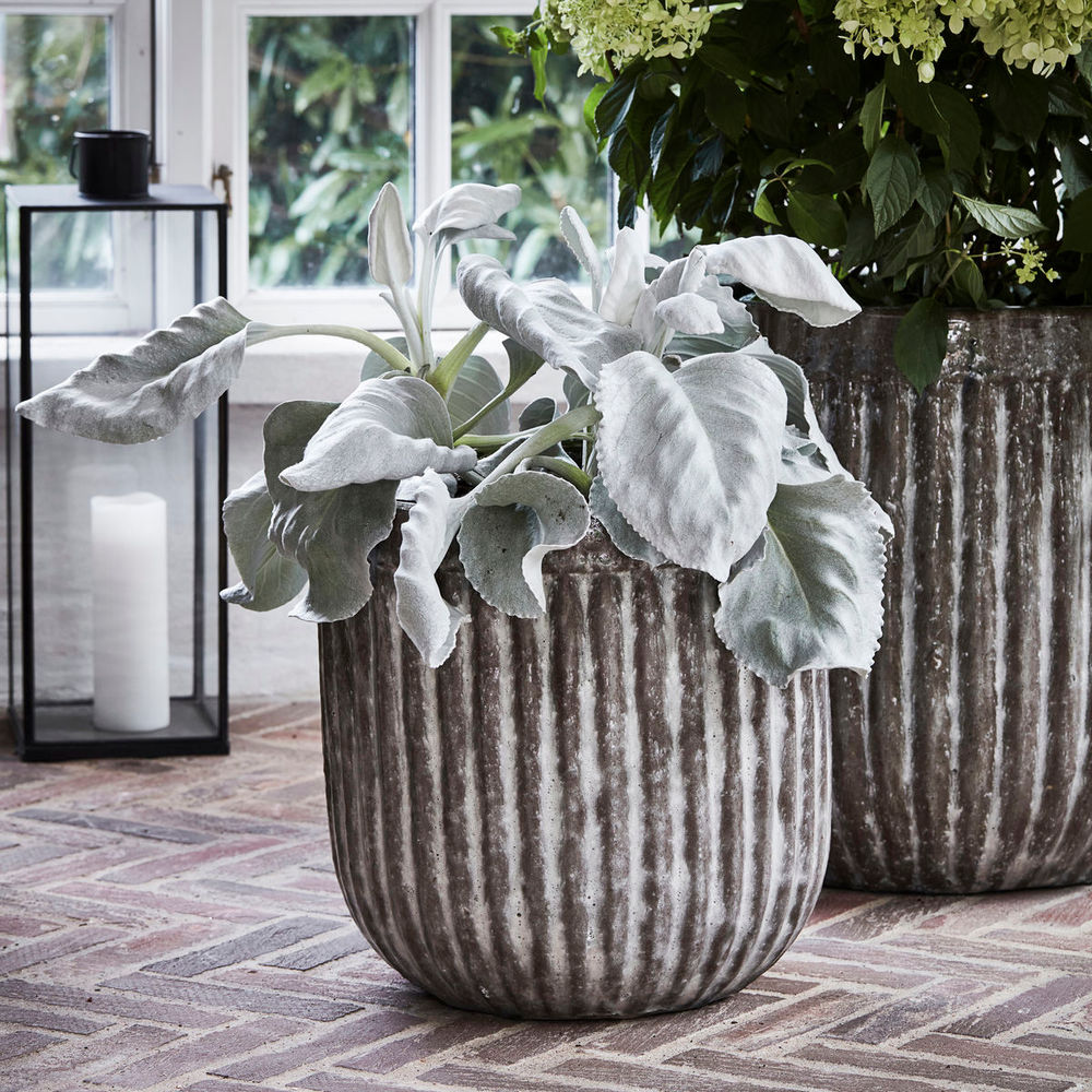 House Doctor Planten, Pharao, Grijs/bruin